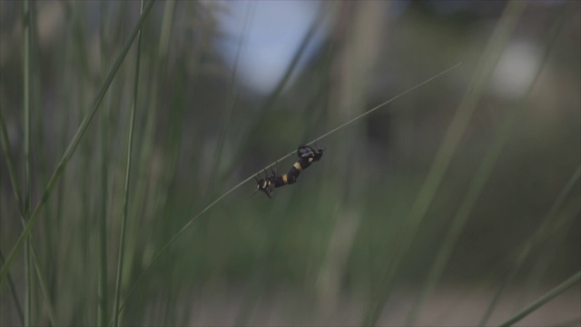 九斑蛾(Amata phegea) c视频下载