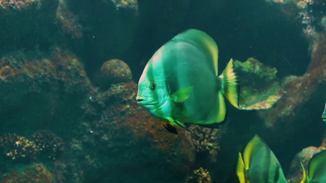 特写的一个大的白色天使鱼与黑色条纹和黄色鳍，巨大的水族馆宠物游泳在水，热带鱼品种视频素材