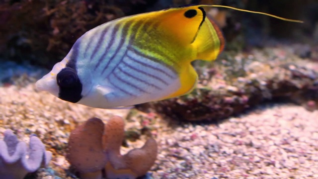 一个线程鳍蝴蝶鱼在水族馆的底部游泳的特写镜头，色彩斑斓的热带鱼物种来自印度太平洋视频素材