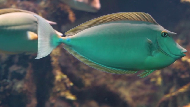 蓝棘独角兽鱼的特写，受欢迎的水族馆宠物，热带鱼品种来自印度-太平洋视频素材