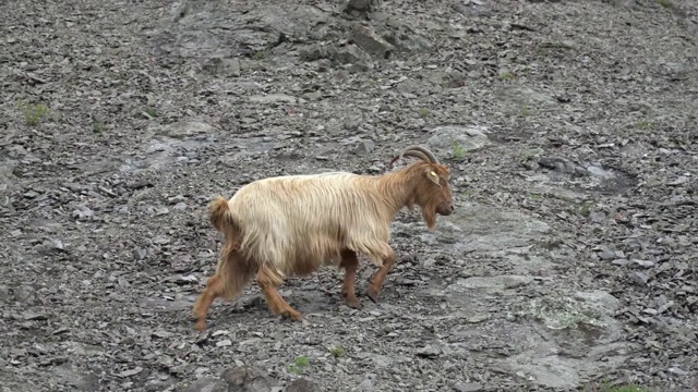 野山羊在陡峭的山上视频素材