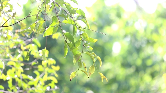 雨后的绿色森林视频素材