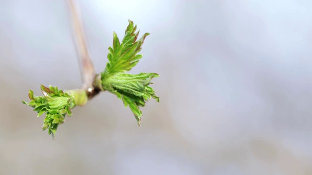 春天苹果树的芽视频素材