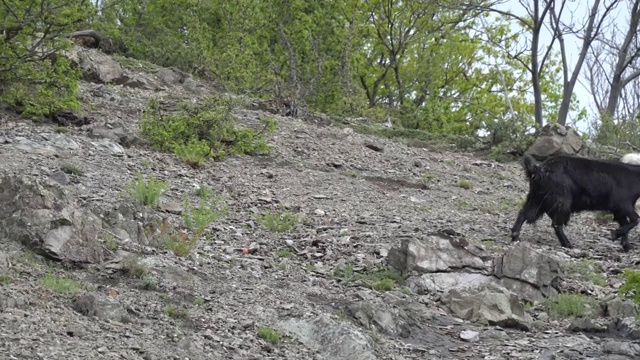 野山羊在陡峭的山上视频素材