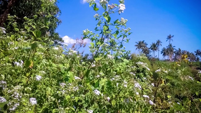 自然的氛围与白色的野生灌木植物在阳光和风的日子视频素材