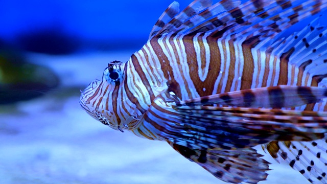 狮子鱼在海里或水族馆。视频素材