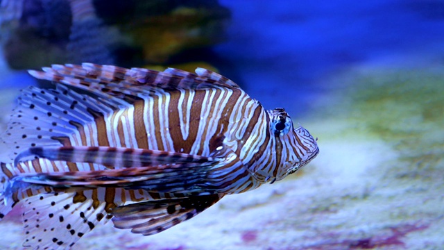 狮子鱼在海里或水族馆。视频素材