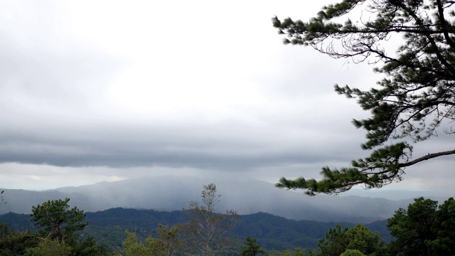 山和松树视频素材