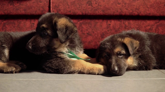 疲惫的德国牧羊犬狗打哈欠视频素材