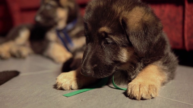 德国牧羊犬小狗的肖像很累视频素材