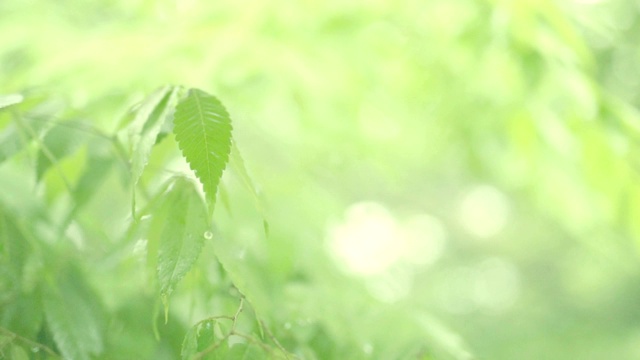 全高清慢镜头春雨季节活动理念源自美丽清新的定位，雨点落在绿叶上，背景柔和视频素材