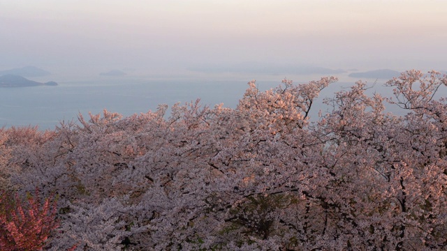 日本樱花视频素材