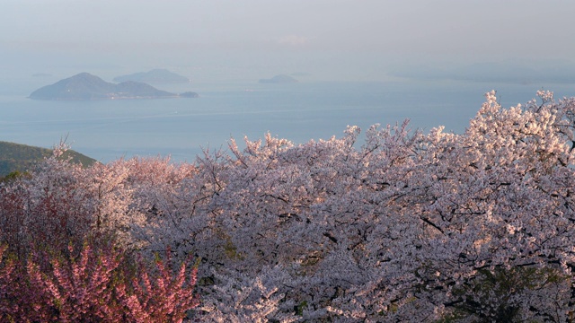 日本樱花视频素材