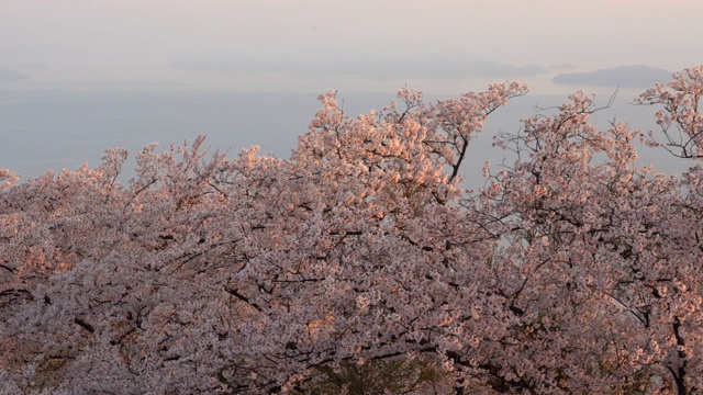 日本樱花视频素材