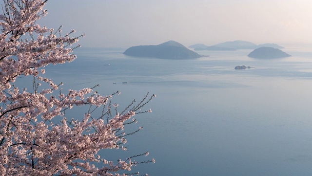 日本樱花视频素材