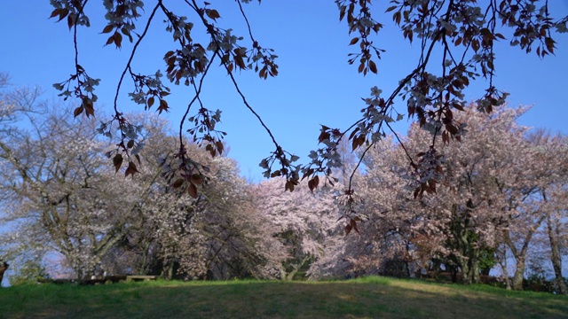 日本樱花视频素材