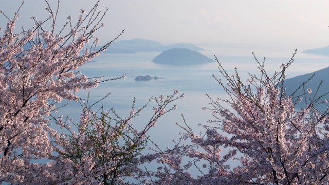 日本樱花视频素材