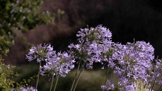 紫色的Agapanthus花(“尼罗河百合”)在微风中摇曳视频素材