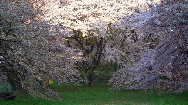 日本樱花视频素材