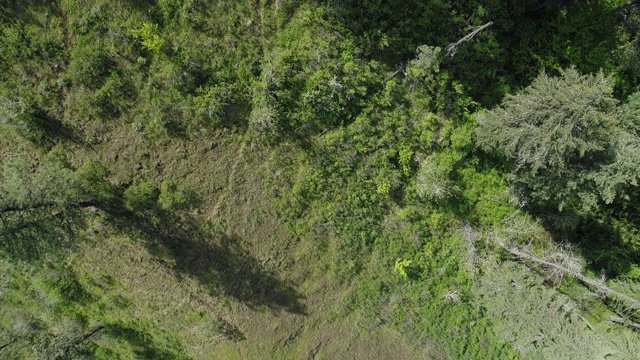 在阳光明媚的春日，从空中俯瞰蒙大拿米苏拉县响尾蛇荒野地区的森林。无人机视频与全景向后相机运动。视频素材