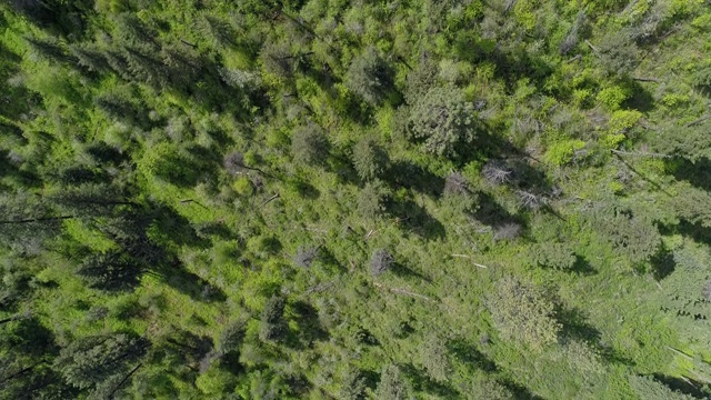 在阳光明媚的春日，从空中俯瞰蒙大拿米苏拉县响尾蛇荒野地区的森林。无人机视频与平移电影摄像机运动。视频素材