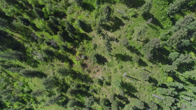 在阳光明媚的春日，从空中俯瞰蒙大拿米苏拉县响尾蛇荒野地区的森林。无人机视频与向后平移和倾斜的电影摄像机运动。视频素材