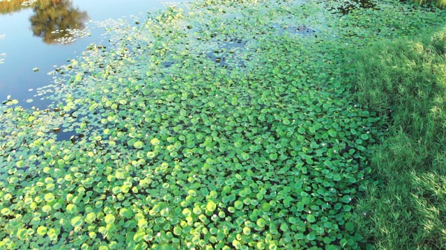 航拍的荷花从池塘上空飞过的画面视频素材