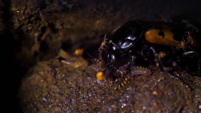 韩国江原道，埋葬甲虫(Nicrophorus quadripunctatus Kraatz)正在照看其幼虫视频素材