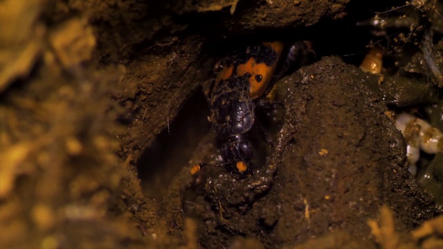 韩国江原道，埋葬甲虫(Nicrophorus quadripunctatus Kraatz)正在照看其幼虫视频素材