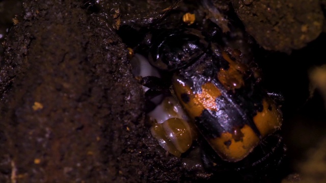 韩国江原道，埋葬甲虫(Nicrophorus quadripunctatus Kraatz)离开其幼虫的一侧视频素材