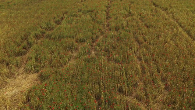 红色的罂粟花在田野上盛开视频素材