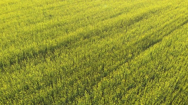 空中俯瞰夏季油菜花视频素材