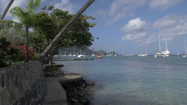 在伊丽莎白港，Bequia，圣文森特和格林纳丁斯，西印度群岛，加勒比，中美洲的棕榈树视频素材