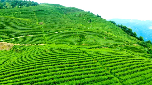 茶领域视频素材