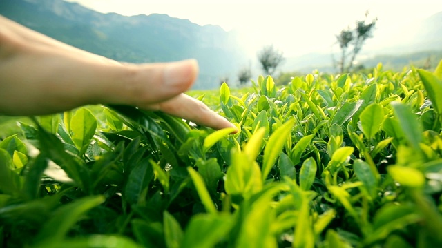 男人触摸茶叶视频素材