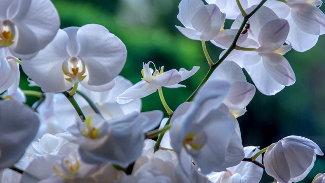 蜜蜂在美丽的兰花花周围飞舞视频素材