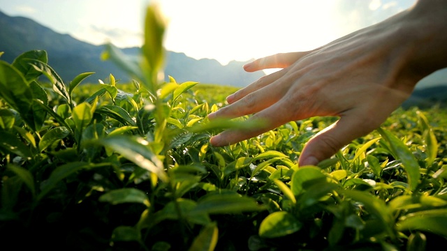 男人触摸茶叶视频素材