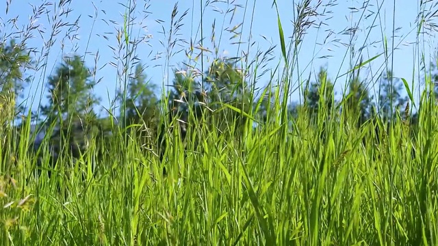 绿色的小草，在阳光的照耀下，随风摇曳，映衬着天空，美丽的夏日绿色背景视频下载