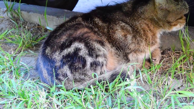 漂亮的家条纹猫黄色眼睛睡在街道在炎热的夏天下的汽车视频下载