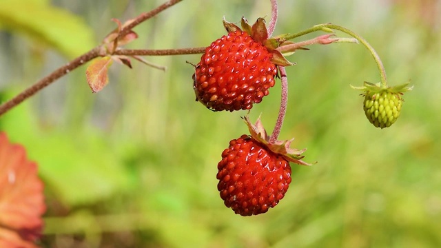 成熟的红色野草莓浆果在灌木丛中的草地在森林视频下载