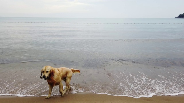 在海滩上奔跑的狗。狗入海视频素材