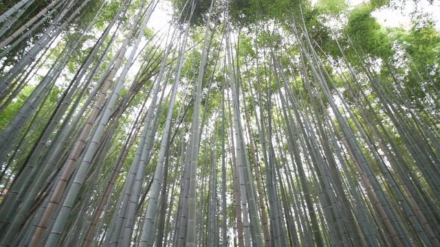 在日本京都岚山的竹林里散步的人们视频素材