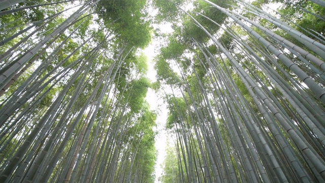 在日本京都岚山的竹林里散步的人们视频素材