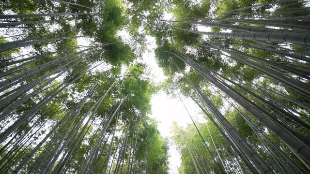 在日本京都岚山的竹林里散步的人们视频素材