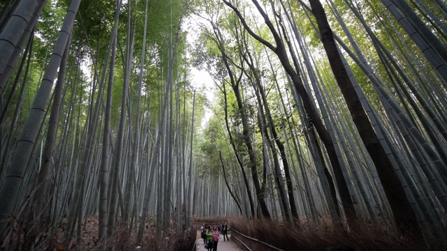 在日本京都岚山的竹林里散步的人们视频素材