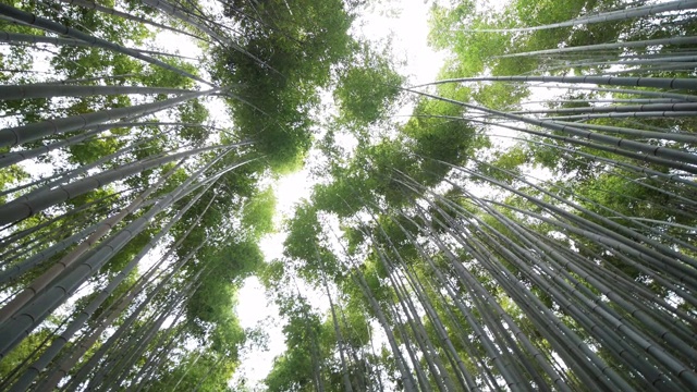 在日本京都岚山的竹林里散步的人们视频素材