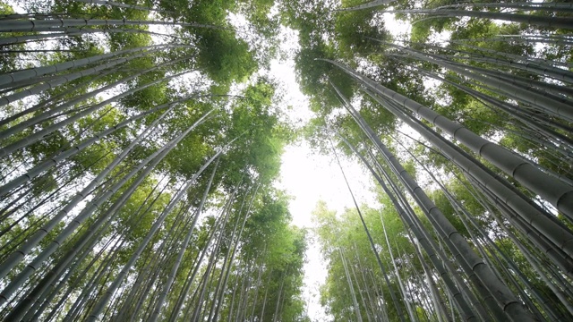 在日本京都岚山的竹林里散步的人们视频素材