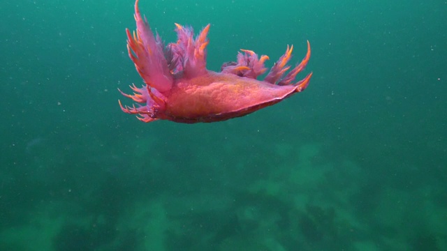 慢镜头:红色裸鳃鱼在海底水下游动的特写——加州蒙特雷视频素材