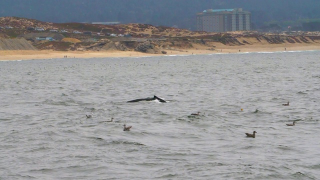 缓慢的运动;座头鲸和海鸥在加州蒙特雷市的海滩上游泳视频素材