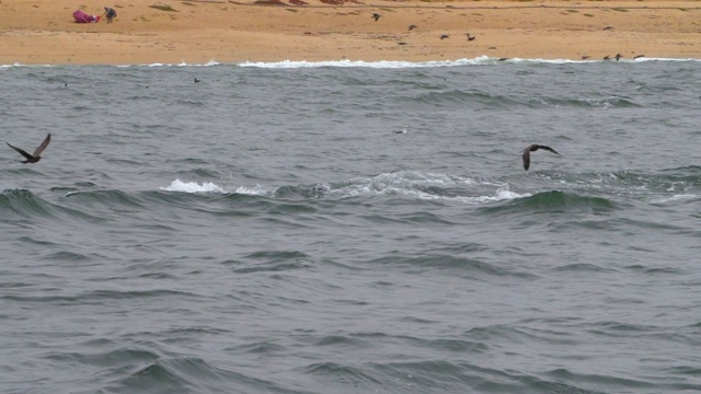 慢镜头:座头鲸在海岸线附近的海里潜水，海鸥在海滩上飞过海浪-蒙特利，加利福尼亚视频素材